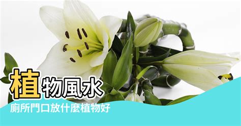 廁所種植物風水|【衛生間擺什麼植物風水好】浴室植物 